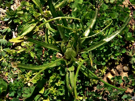 {Ornithogalum umbellatum}
